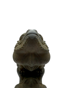 Cyclura cornuta Figura de Colección | Artroposfera 2