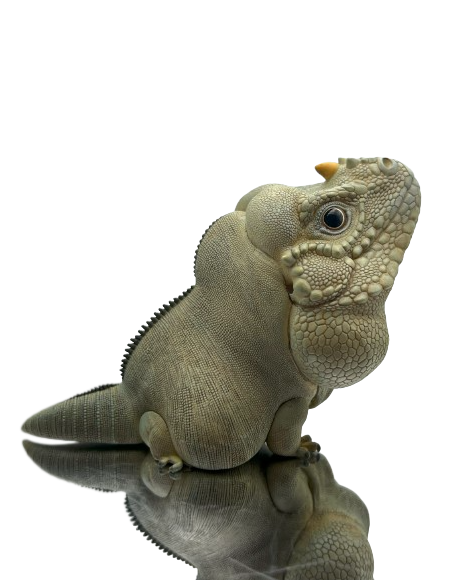 Cyclura cornuta Figura de Colección | Artroposfera