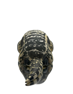 Cyclura cornuta Figura de Colección | Artroposfera 2