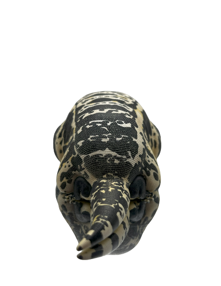 Cyclura cornuta Figura de Colección | Artroposfera