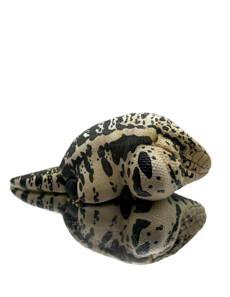 Cyclura cornuta Figura de Colección | Artroposfera
