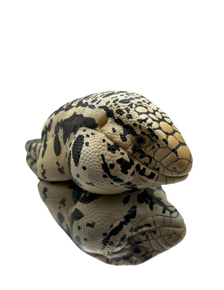 Cyclura cornuta Figura de Colección | Artroposfera
