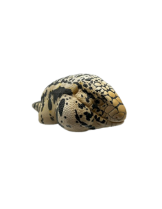 Cyclura cornuta Figura de Colección | Artroposfera