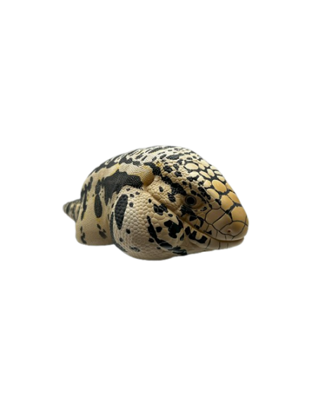 Cyclura cornuta Figura de Colección | Artroposfera