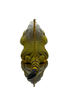 Iguana Iguana.  Figura de colección. Figura de Colección | Artroposfera 2