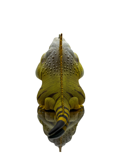 Iguana Iguana.  Figura de colección. Figura de Colección | Artroposfera