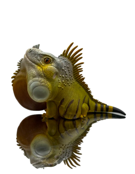 Iguana Iguana.  Figura de colección. Figura de Colección | Artroposfera