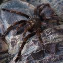 Pamphobeteus vespertinus  (2/3 mudas) 2