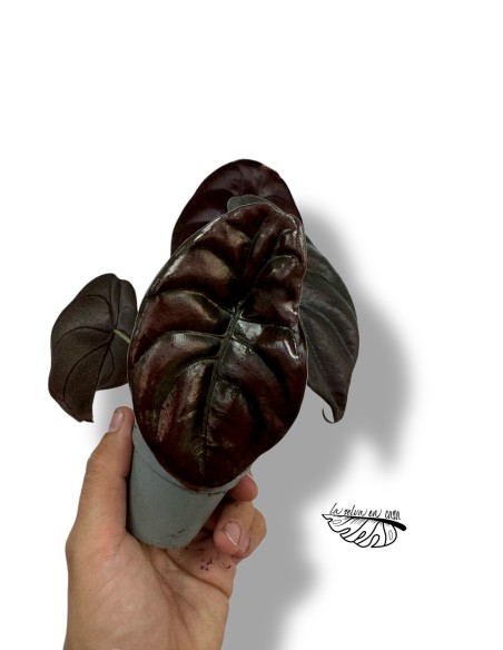 Alocasia cuprea 'Red Secret'
