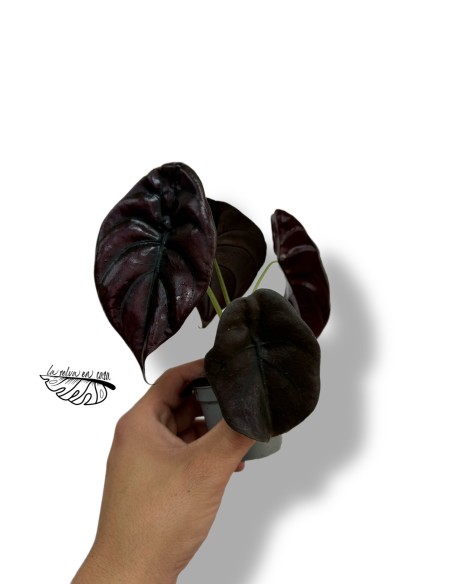 Alocasia cuprea 'Red Secret'