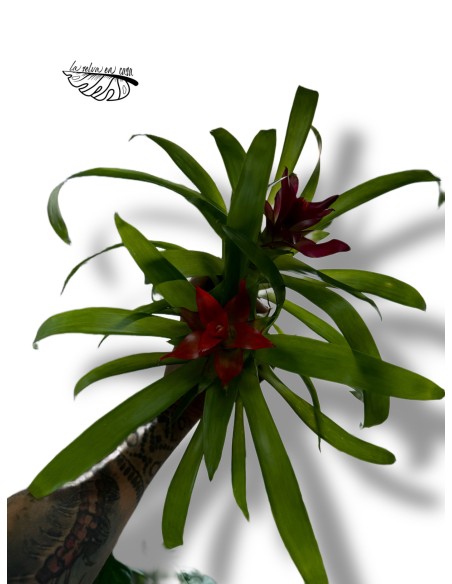 Guzmania MIX MINI
