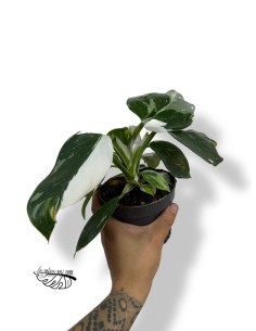 Philodendron 'White Wizard'
