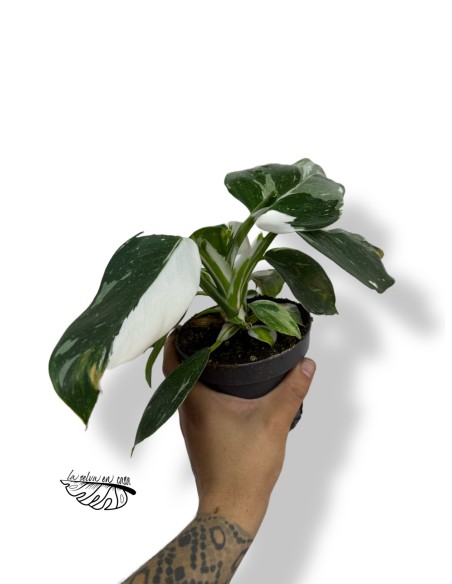 Philodendron 'White Wizard'