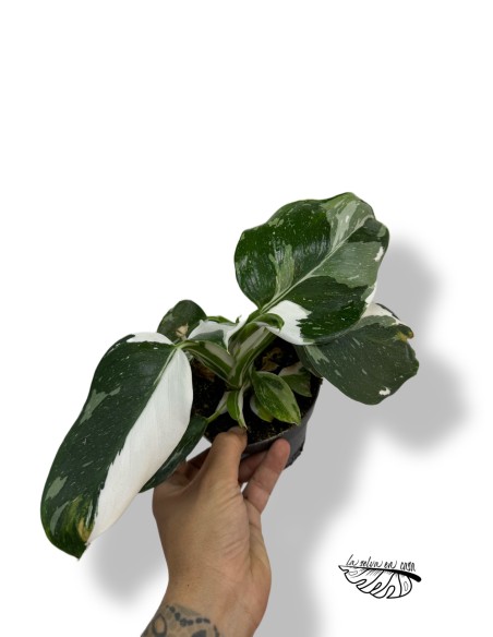 Philodendron 'White Wizard'