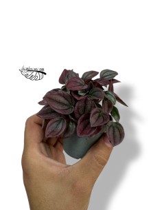 Peperomia caperata cayenne MINI 2