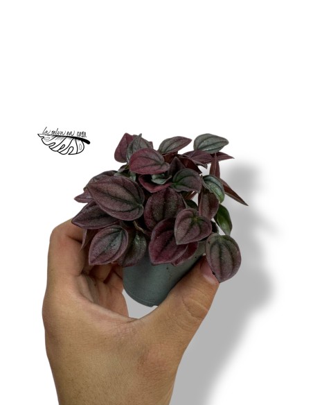 Peperomia caperata cayenne MINI