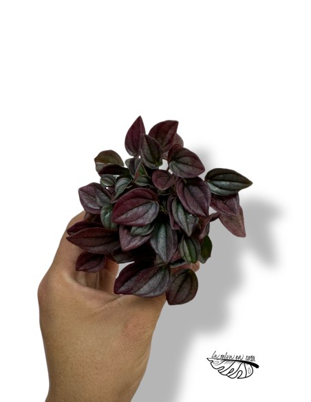Peperomia caperata cayenne MINI