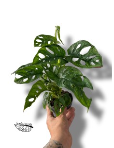Monstera obliqua 'Monkey Leaf'