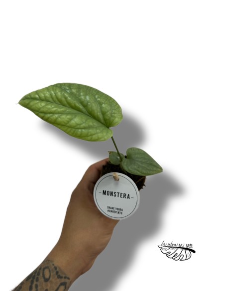 Monstera Amydrium Silver MINI