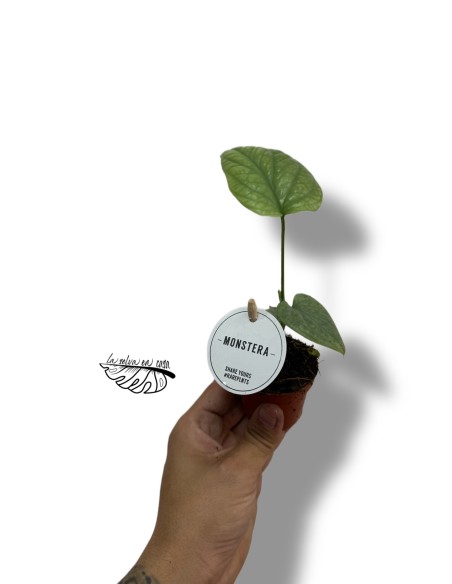 Monstera Amydrium Silver MINI