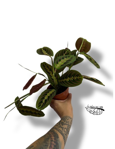Maranta leuconeura 'Fascinator'