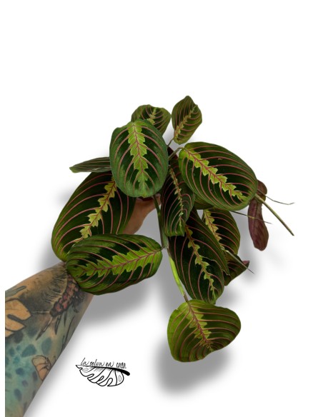 Maranta leuconeura 'Fascinator'