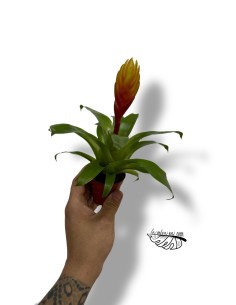 Vriesea 'El Dorado'  MINI