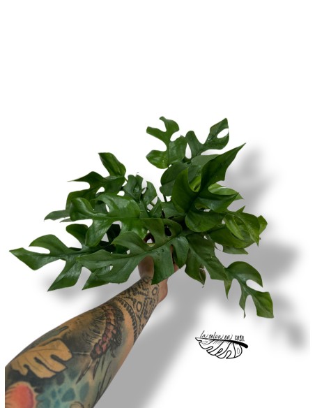 Monstera minima