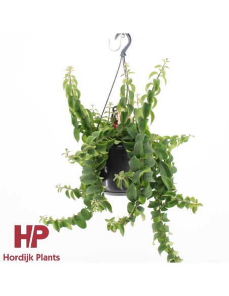 Aeschynanthus Twister MEDIUM