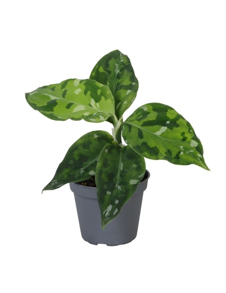 Aglaonema pictum ‘Tricolor’