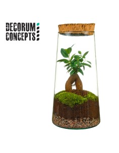 Terrarium Triton LARGE, terrario eterno. 2