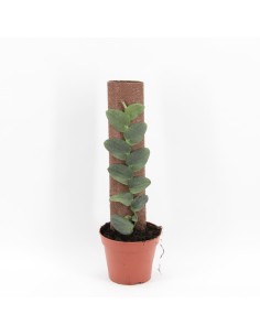 Rhaphidophora Hayi XL 2