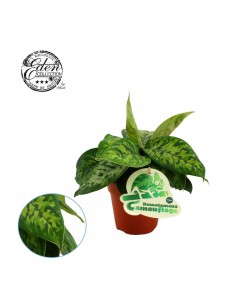 Homalomena 'Camouflage' 2