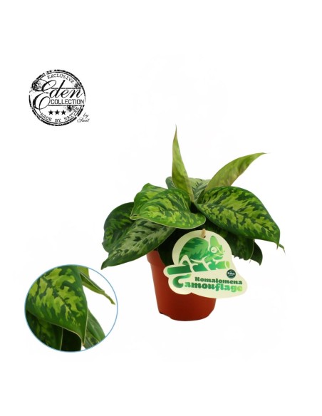 Homalomena 'Camouflage'