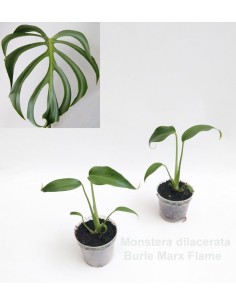 Monstera dilacerata Burle Marx Flame 2