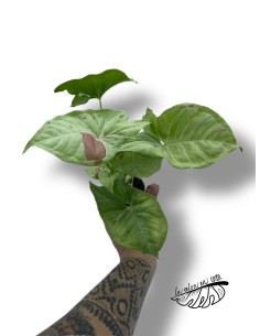 Syngonium 'Milk Confetti' 2