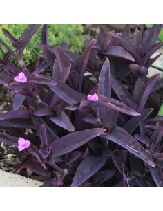 Tradescantia pallida 2