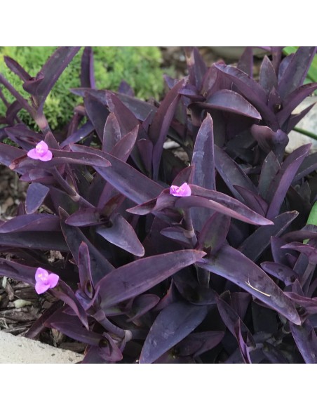 Tradescantia pallida