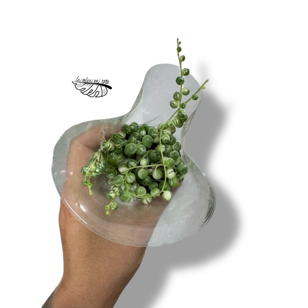 Senecio rowleyanus variegata