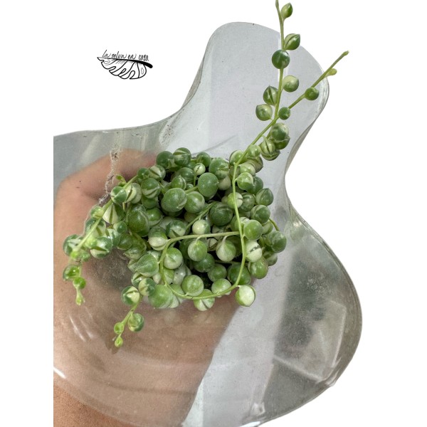 Senecio rowleyanus variegata