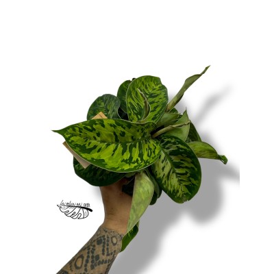 Homalomena 'Camouflage'