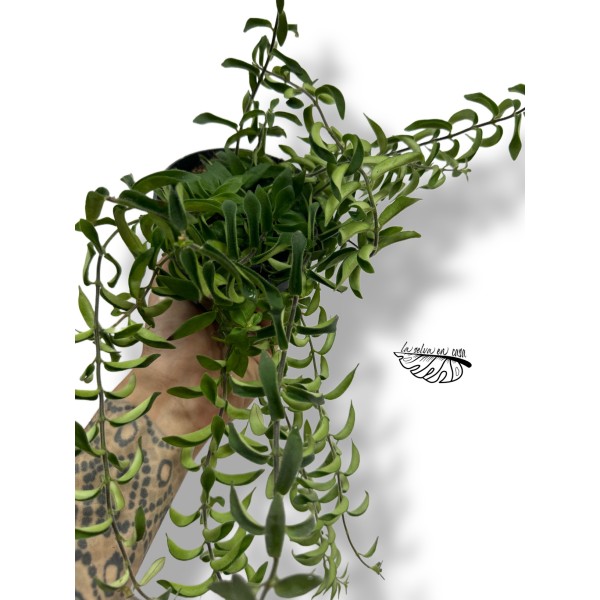 Aeschynanthus Twister MEDIUM