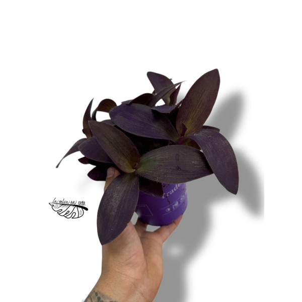 Tradescantia pallida