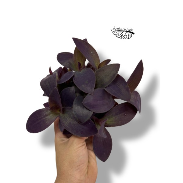 Tradescantia pallida
