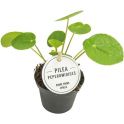 Pilea peperomioides