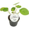 Pilea peperomioides