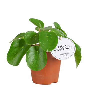 Pilea peperomioides 2