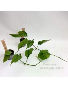 Monstera acacoyaguensis SMALL 2