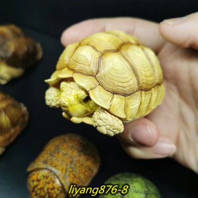 Centrochelys sulcata Figura de colección | Artroposfera 2