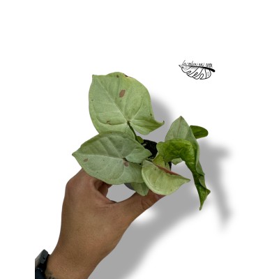 Syngonium 'Milk Confetti'